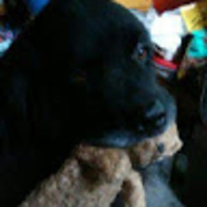 Meet your Posher, Lucy